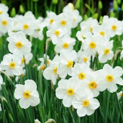 Daffodil, narcissus 'Recurvus' - XXXL package! - 250 pcs