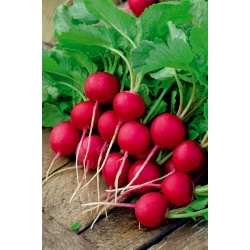 Radis "Krasa" - NANO-GRO - augmentation du volume de récolte de 30% - 