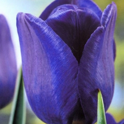 Tulip Blue - paquete XXXL! - 250 piezas - 