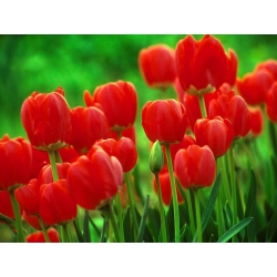Tulip Red - ¡Paquete XXXL! - 250 piezas - 