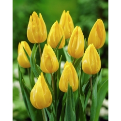 Tulip 'Yokohama' - large package - 50 pcs