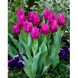 Tulip 'Passionale' - paquete XXXL! - 250 piezas - 