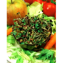 発芽種子-ミズナ;京菜、からし菜、からし - 