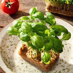 Microgreens - Basilico verde - foglie giovani dal sapore unico - 1 kg - 