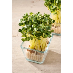 Microgreens - Ravanello - foglie giovani dal sapore unico - 1 kg - 