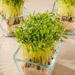Microgreens - Spinaci - foglie giovani dal sapore unico - 1 kg - 