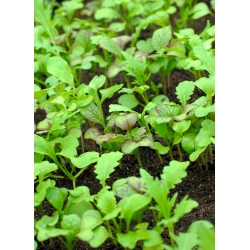 Microgreens - Mix di lattuga - foglie giovani dal gusto unico - 1 kg - 