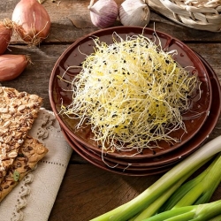 発芽種子-チャイブ - 