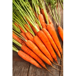 Carrot Finezja - a late variety