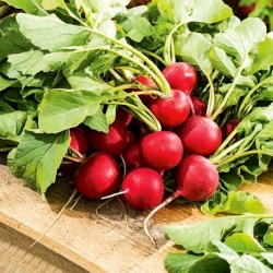 Radish Helro - Era - red round roots