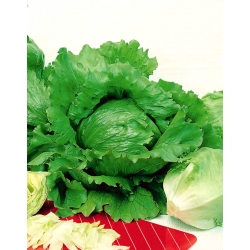 Iceberg Lettuce - Saladin - Crisp, Disease-Resistant Variety - Fresh Seeds