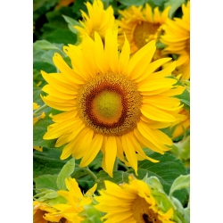 Dwarf ornamental sunflower Sunspot