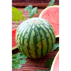 Pastèque «Moro» - 