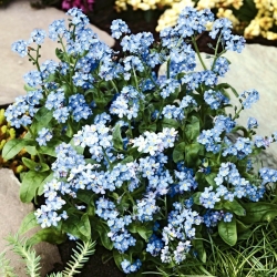 Alpine Forget-Me-Not - blue - seeds - Myosotis alpestris - 450 seeds