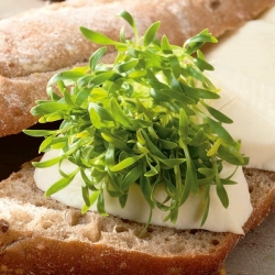 Microgreens - Coriandolo - foglie giovani dal sapore unico - 1 kg - 