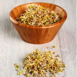 BIO EKO Graines à germer avec un petit germoir - Radis - graines certifiées biologiques - 