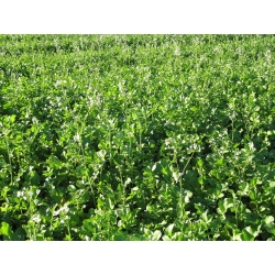 Eļļas redīsi 'Romesa' - 1 kg - 