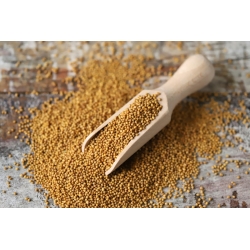 Baltās lopbarības sinepes - 1 kg - 