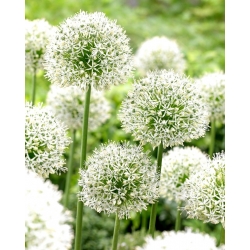 Aglio decorativo - Mount Everest - Allium Mount Everest