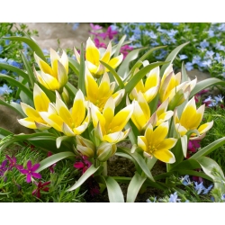 Tulip 'Tarda' - paquete XXXL! - 250 piezas - 
