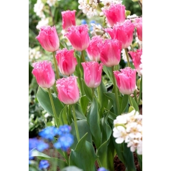 Tulipa Fancy Frills - Tulpe Fancy Frills - 5 Zwiebeln
