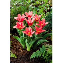 Tulipa Fashion - Tulpe Fashion - 5 Zwiebeln