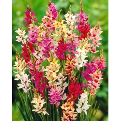 Ixia Mixed - การเลือกสี - แพ็คใหญ่! - 150 ชิ้น - 