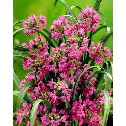 Pink lilje purre - Allium oreophilum - XXXL pakke! - 1000 stk - 