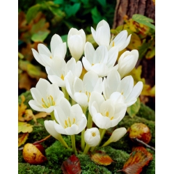 Herbstkrokus 'Album' - großes Paket - 10 Stück; Wiesensafran, nackte Frau - 