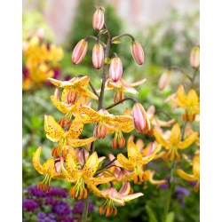 Martagon Lily Yellow - ห่อใหญ่! - 10 ชิ้น; ลิลลี่หมวกเติร์ก - 