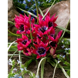 Tulipa Little Beauty - paquete de 5 piezas