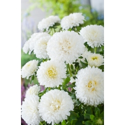 Λευκή αμπέλια με ανθοφορία - 500 σπόρους - Callistephus chinensis - σπόροι