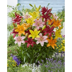 Lily - 10 ampul seçimi - 