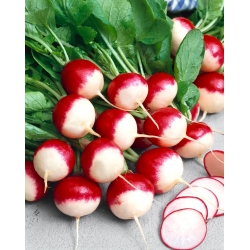 Radish Krakowianka seeds - Raphanus sativus - 425 seeds