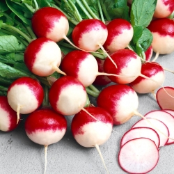 Radish Krakowianka seeds - Raphanus sativus - 425 seeds