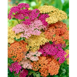 Gemeine Schafgarbe - Farbmischung - 