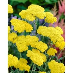 Mondschein-Schafgarbe - gelbe Blumen - 