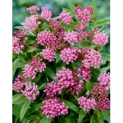 Cinderella swamp milkweed - seedling; rose milkweed, rose milkflower, swamp silkweed, white Indian hemp