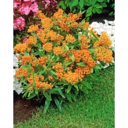 Tuberosa loosestrife - seedling