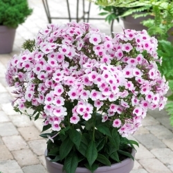 Swizzle Herbstphlox - 1 Stck - 