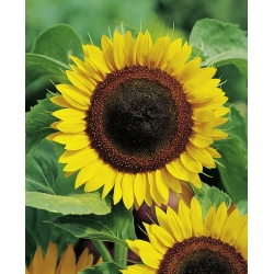 Girasol - Helianthus annuus - 120 semi