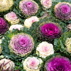 Pyntekål - 200 frø - Brassica oleracea var. acephala