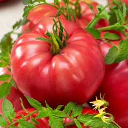 Tomato Raspberry Giant seeds - Lycopersicon lycopersicum - 400 seeds