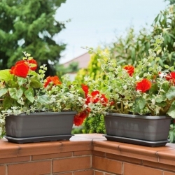 Lamela flower growing box - 50 cm - anthracite-grey