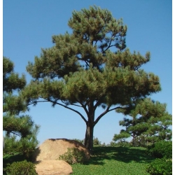 Pino japonés de Thunberg - Pinus thunbergii - semillas