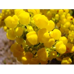 Pantoffel-Blumensamen - Calceolaria mexicana - 