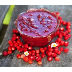 야생 딸기 레지나 씨앗 - Fragaria vesca - 320 씨앗