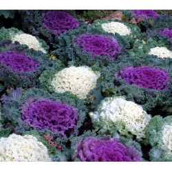 Pyntekål - 200 frø - Brassica oleracea var. acephala