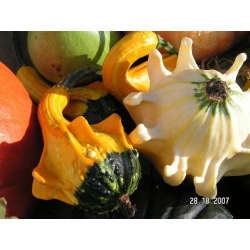 Kürbis Autumn Wings Samen - Cucurbita pepo - 22 Samen - 