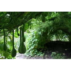 Kürbis Kobra, Speckled Swan Samen - Lagenaria siceraria - 14 Samen - 